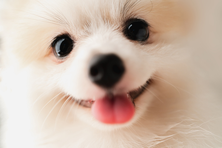 How Can You Protect Your Pet’s Pearly Whites?