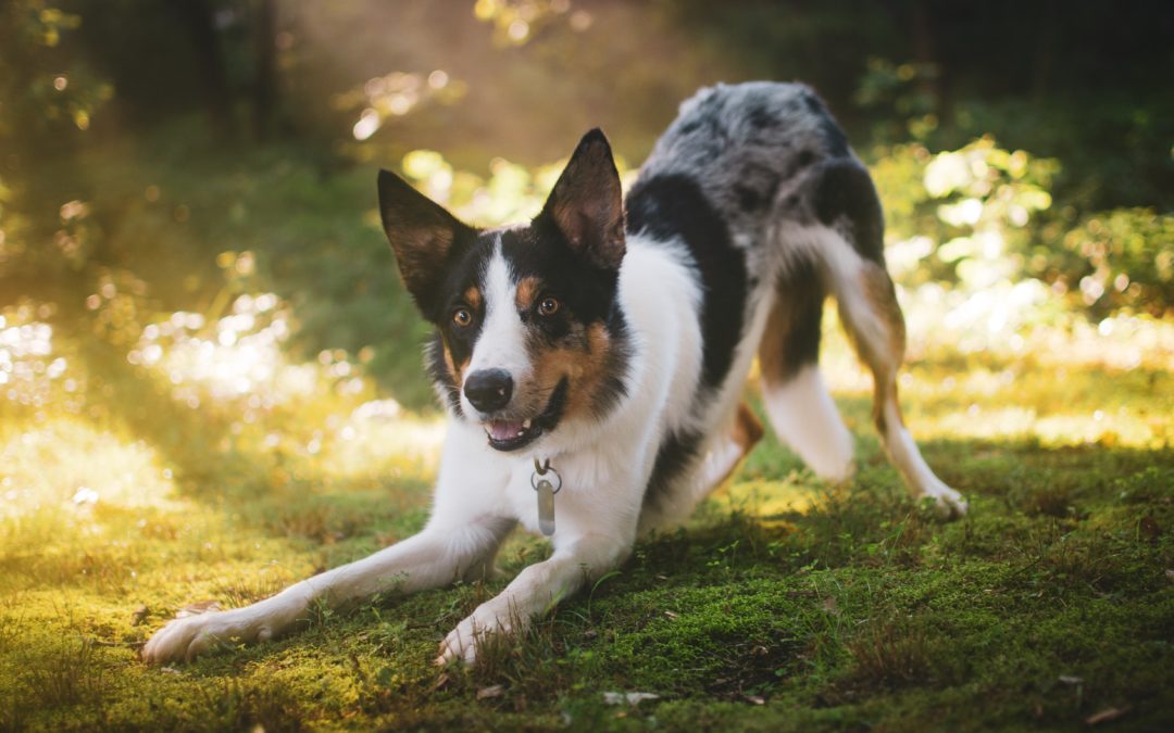 Spring is Here: Do You Know How to Keep Your Pet Safe?