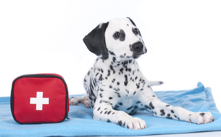Are You Prepared for a Pet Emergency?