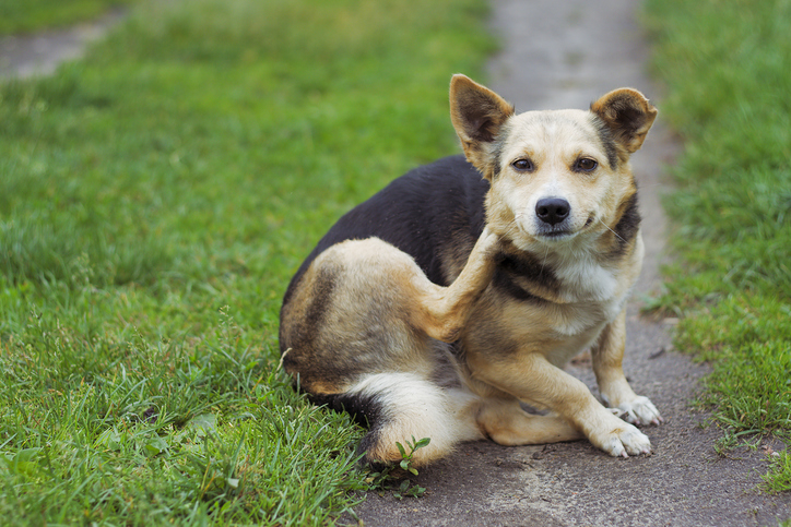 How to Spot and Treat Acute Moist Dermatitis in Dogs