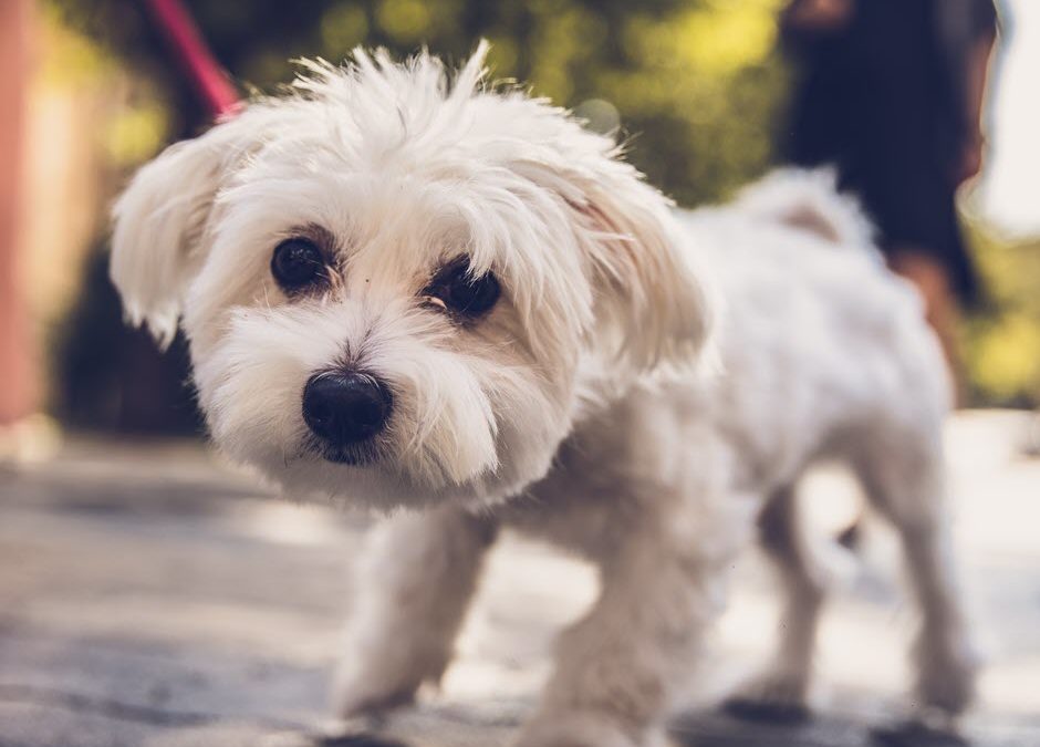 Should You Be Worried About Your Pet Catching Leptospirosis?