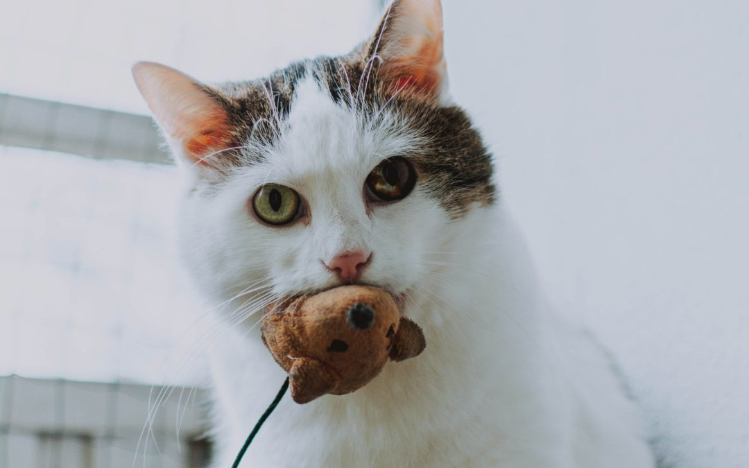 Help Your Pet Live a Rich Life with More Mental Enrichment