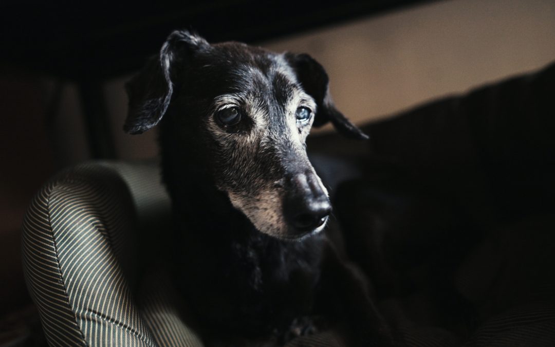 5 Healthy Habits to Incorporate into Your Senior Pet’s Life