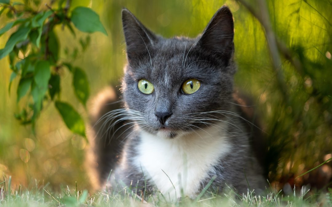 Are Parasites and Pests Ruining Your Pet’s Outdoor Fun?