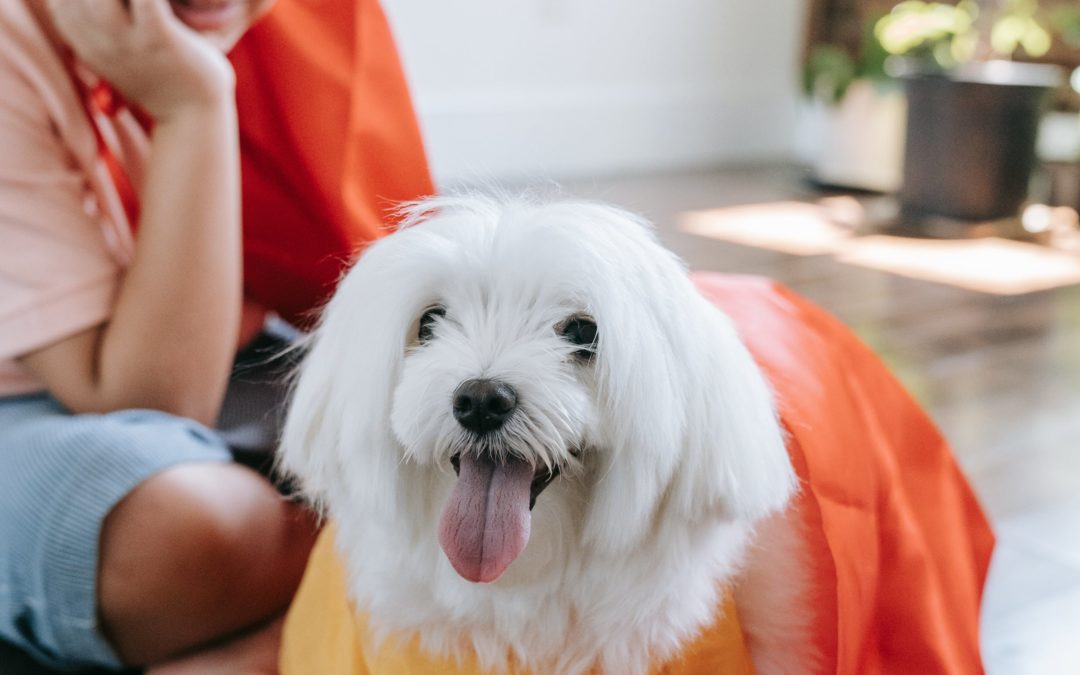 Four Ways to Protect Your Pet in Autumn