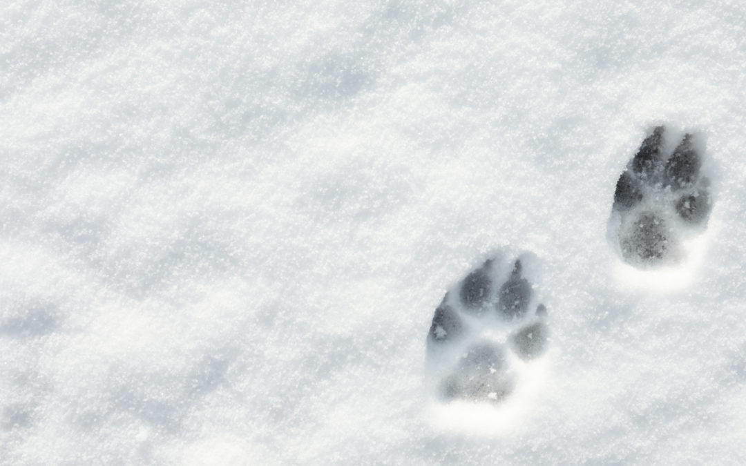 Pet Loss During the Holidays