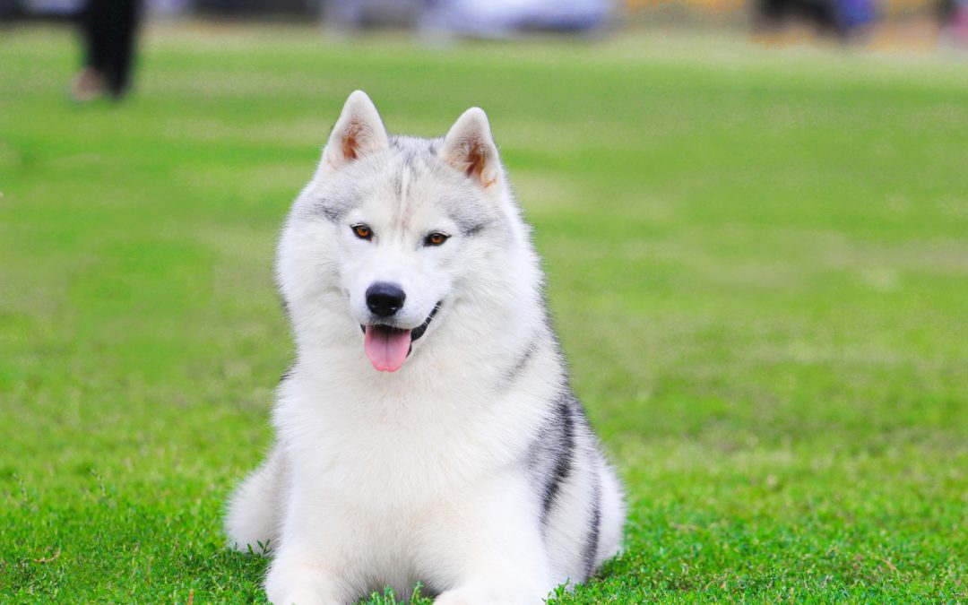 Celebrating National Native American Heritage Month