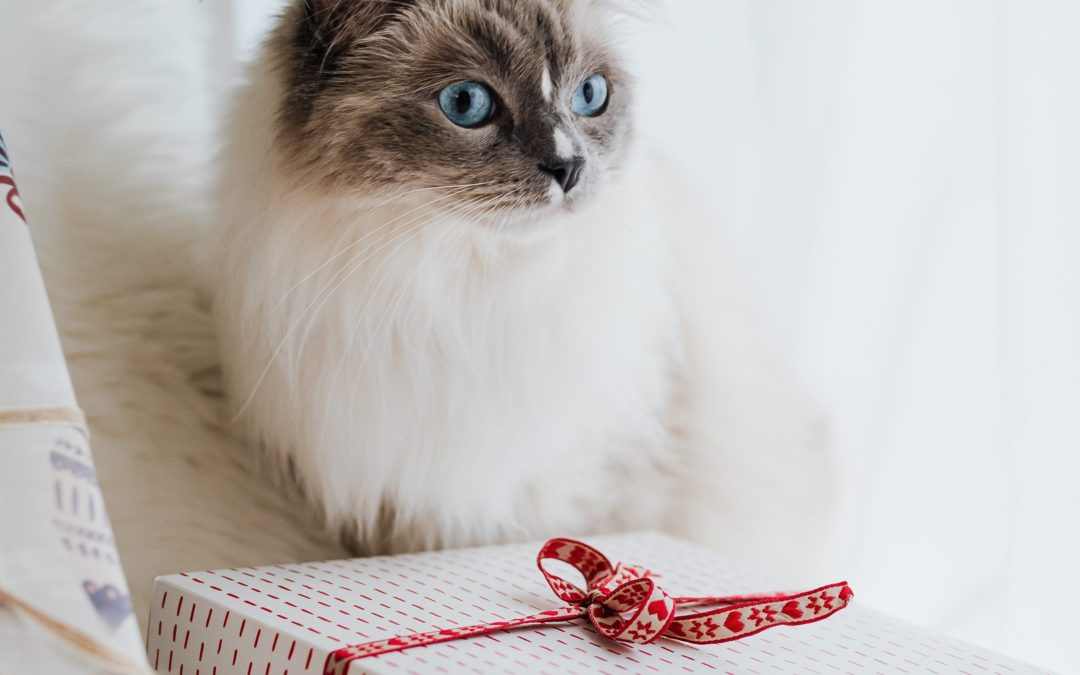 Tips for Taking the Best Holiday Photos with Your Pet