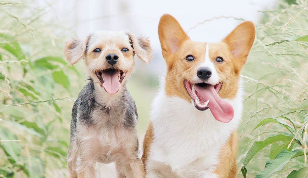 Celebrating Pet Dental Health Month