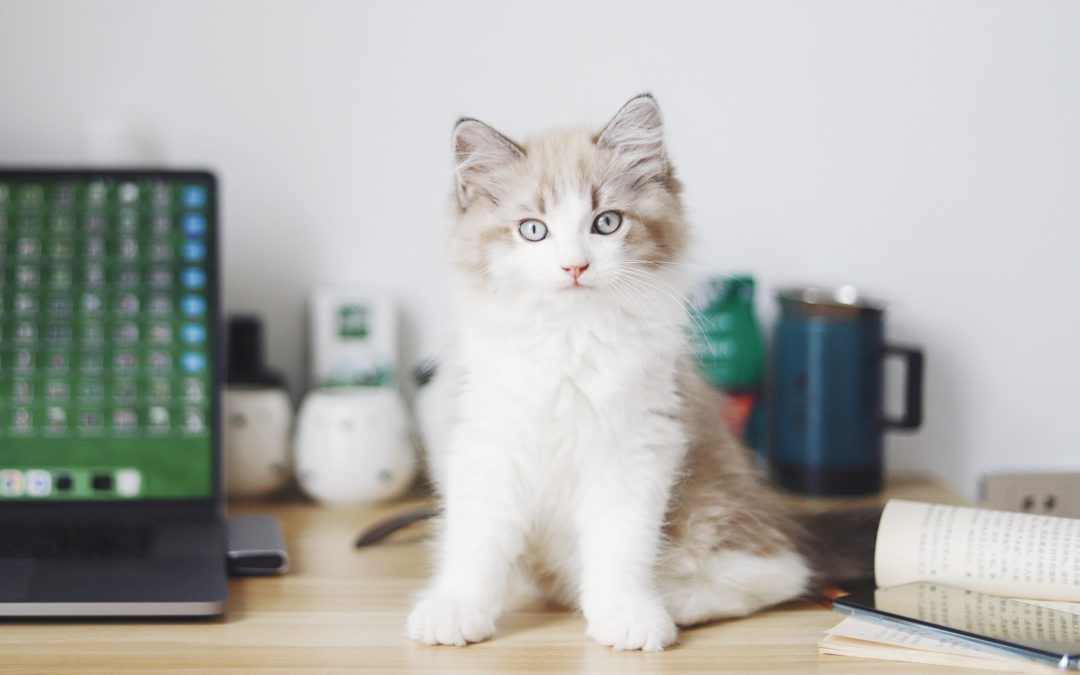 Why Choose Us to Fill Your Pet’s Prescriptions?