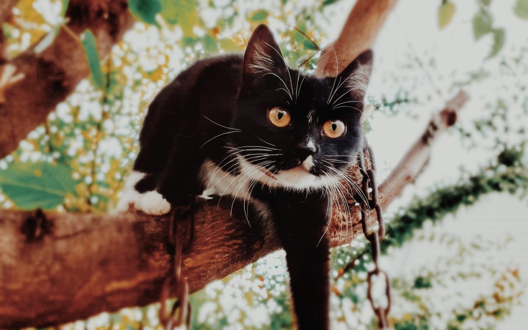 Fleas, Ticks, and Heartworms: Protecting Your Pet from Pests