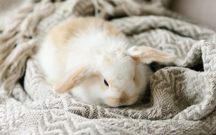 pet rabbit
