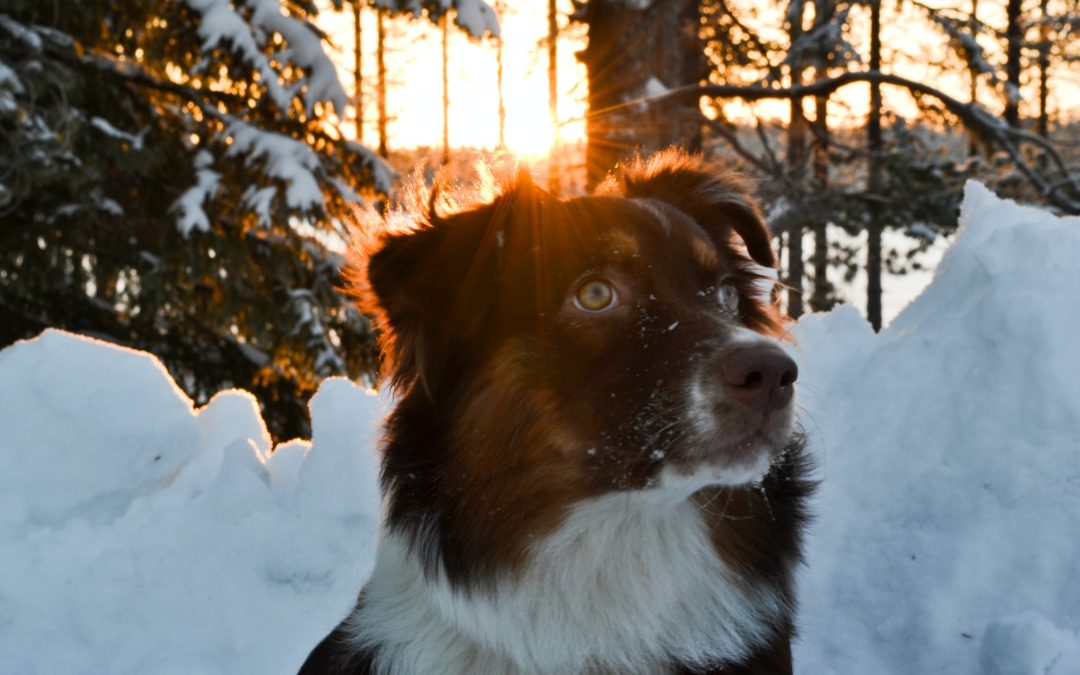 Keeping Your Pet Safe This Winter