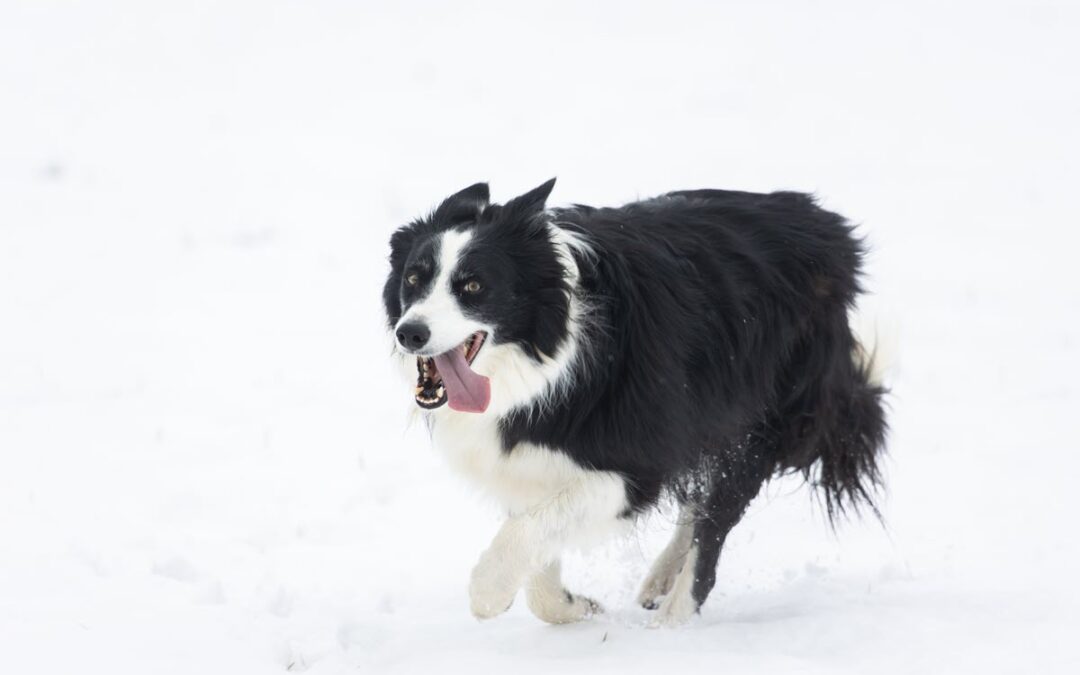 Protecting Your Pets from Winter Hazards
