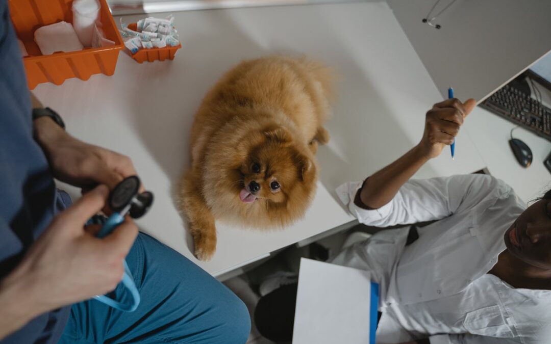 Committing to Pet Health All Year Round