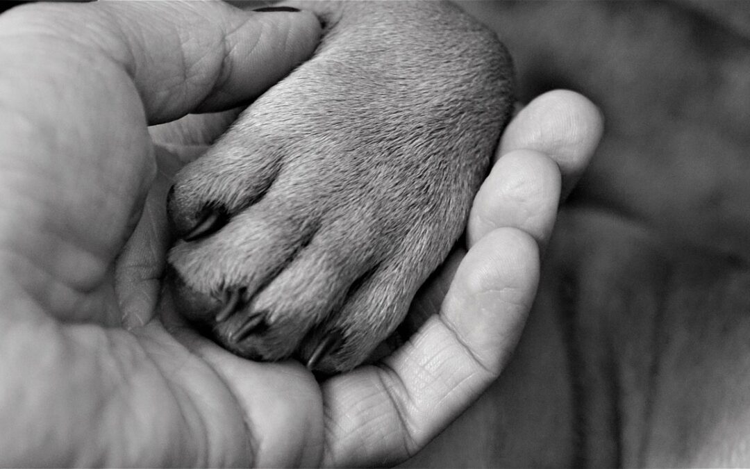 Celebrating Veterinarians! World Veterinary Day – April 29