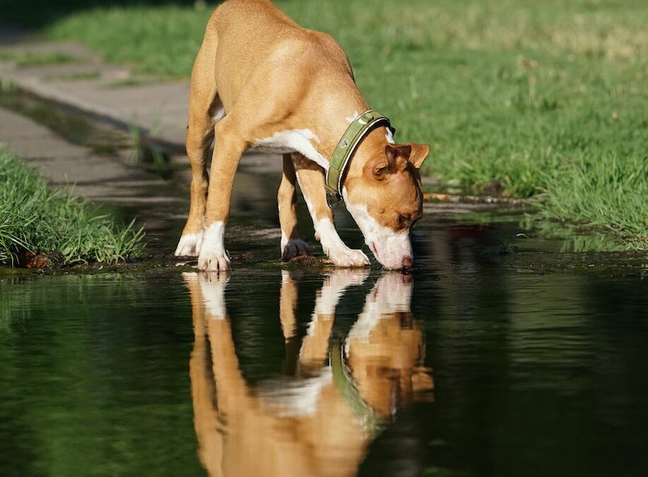 Reflection of a Dog on Puddle
