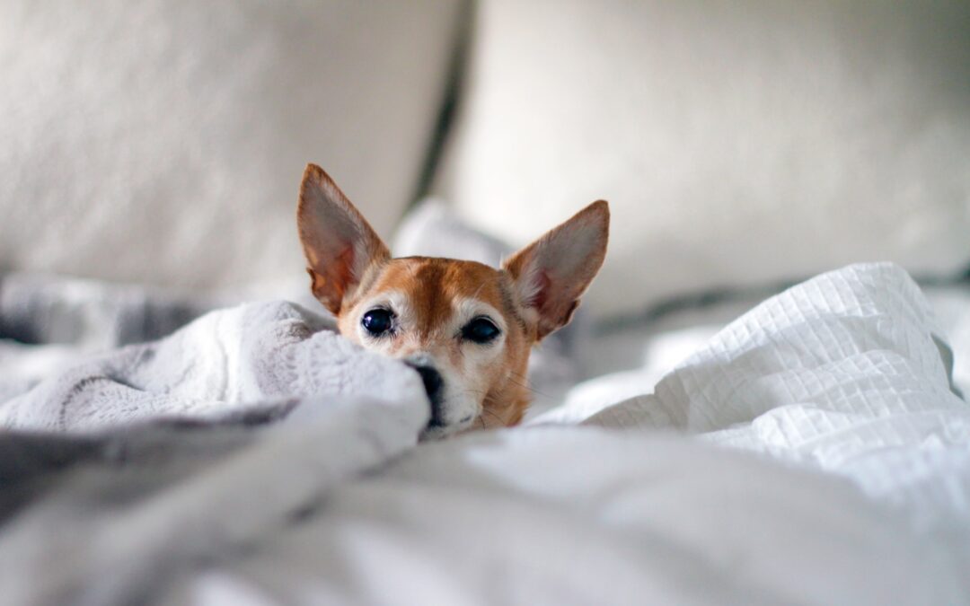 Thunderstorm Anxiety
