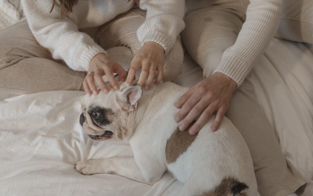 Itchy Pet Awareness Month