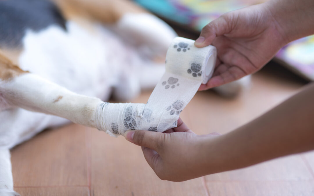 Celebrating Our Veterinary Technicians