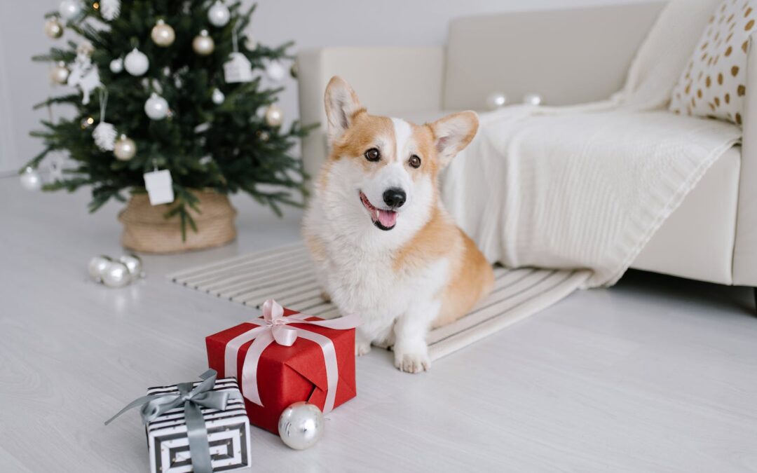 Corgi Sitting Beside Christmas Presents