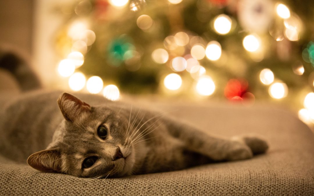 The Best Gift You Can Give Your Pet: Quality Time!