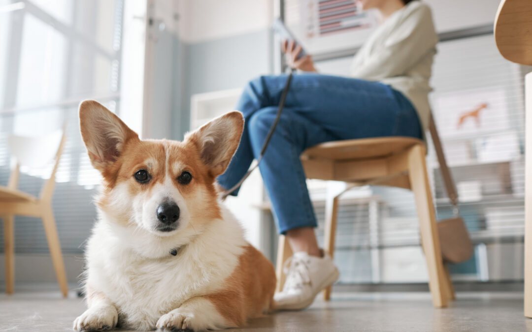 Veterinary Reception Week