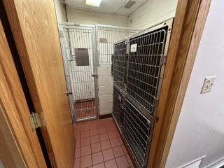 Isolation - Cat Ward