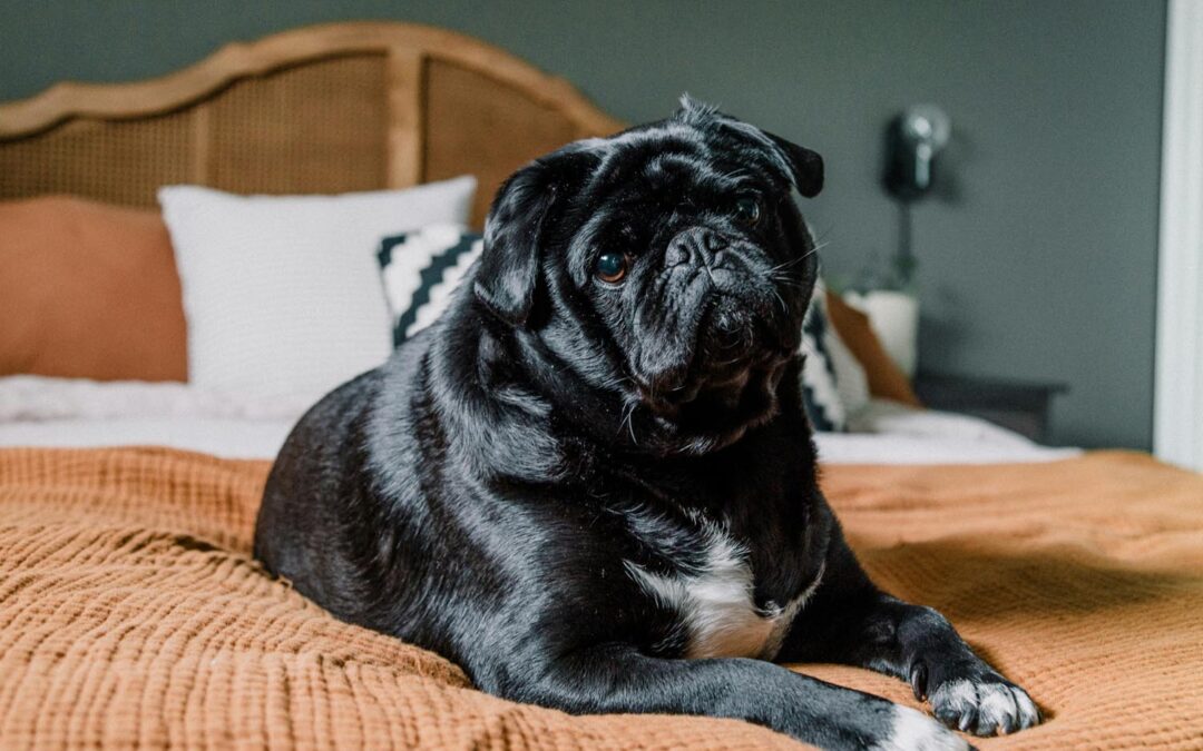 Pet Obesity Awareness: Why Keep Your Pets at a Healthy Weight