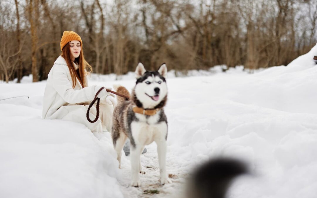 Cold Weather Joint Care: Protecting Your Senior Pet from Winter Stiffness in Bloomington
