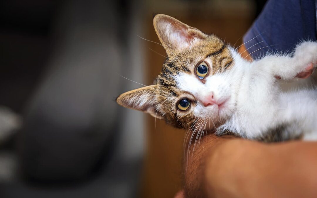 Kickstart 2025 with Top Pet Health Tips from South Hyland Pet Hospital